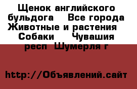 Щенок английского бульдога  - Все города Животные и растения » Собаки   . Чувашия респ.,Шумерля г.